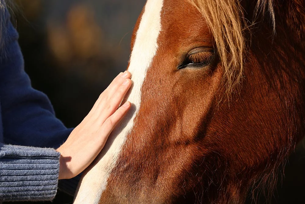 Equine-assisted therapy supporting emotional awareness