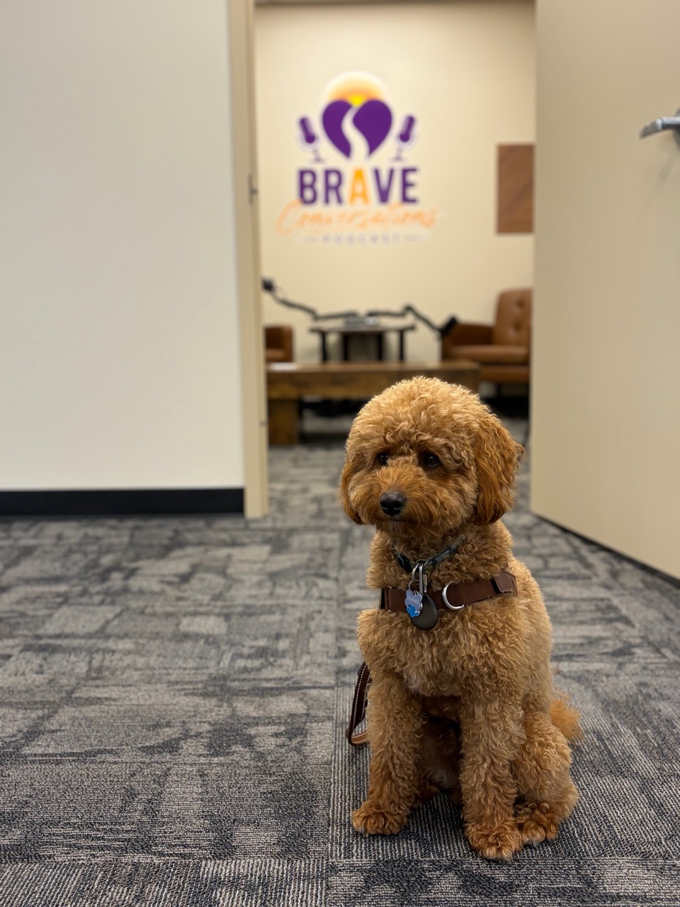 Cassian, a curly golden-brown dog, sitting in the Brave Path Recovery office.